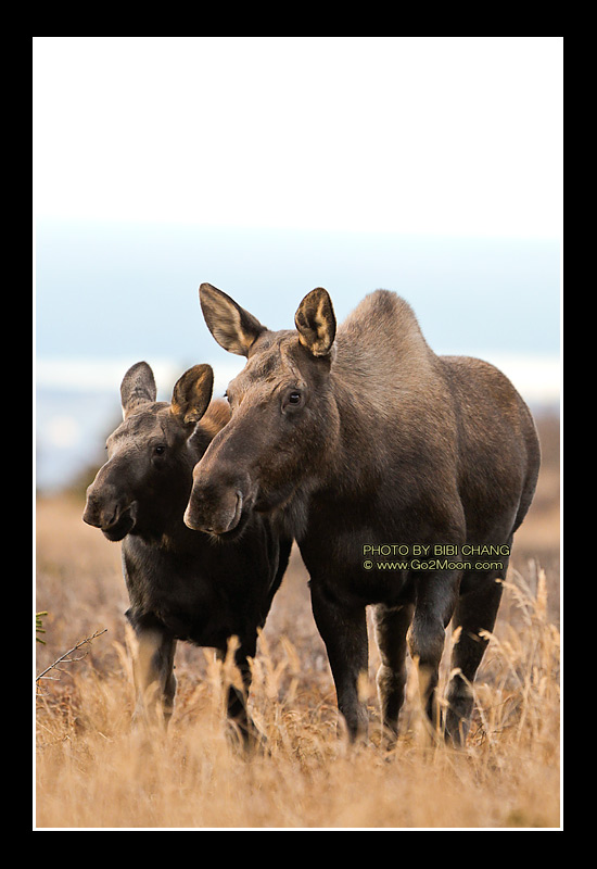 Moose and Calf