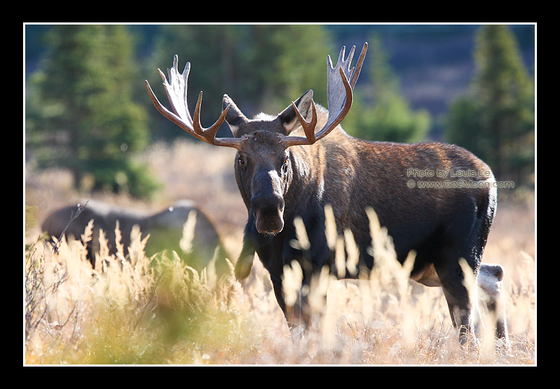 Moose in the Fall
