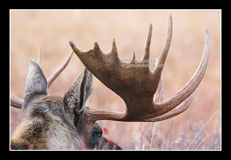 Moose Antler