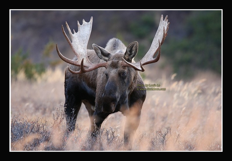 Alaska Moose