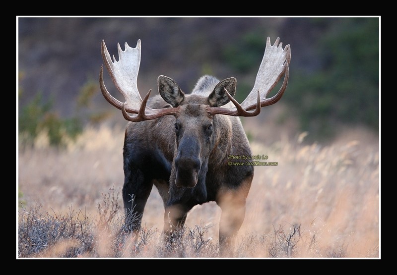 Alaska Moose