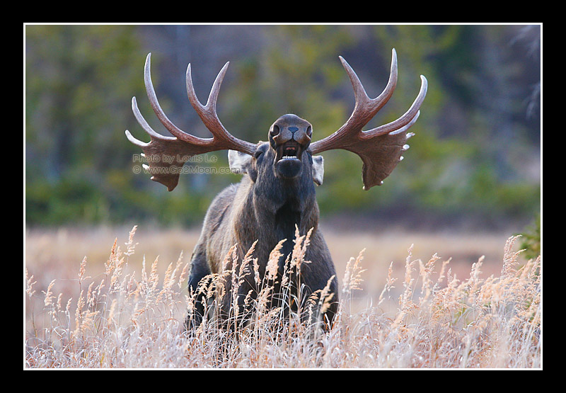 Moose Flehmen