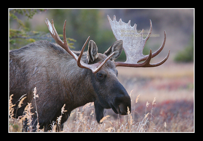 Moose Photo