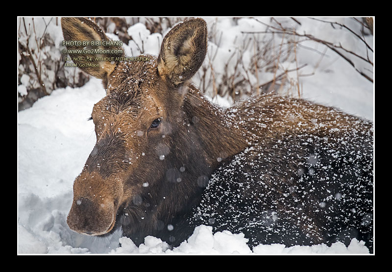 Moose with a Blanket of Snow