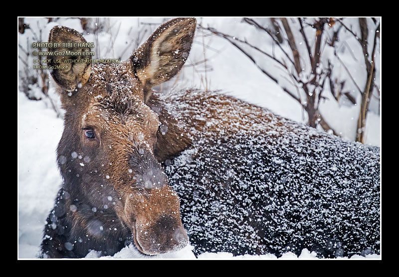 Moose with a Blanket of Snow