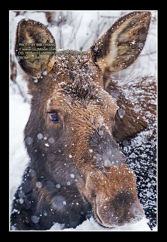 Moose with a Blanket of Snow