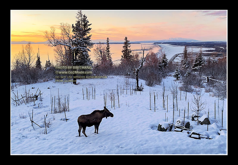 Moose and Sleeping Lady