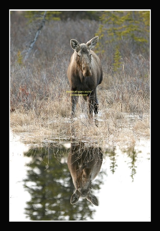 Moose Reflection