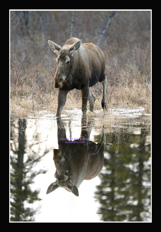 Moose Reflection