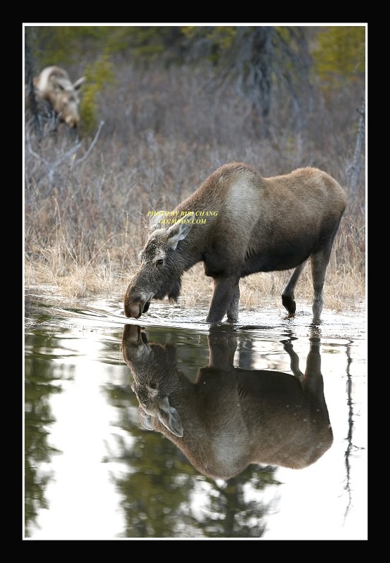 Moose Reflection