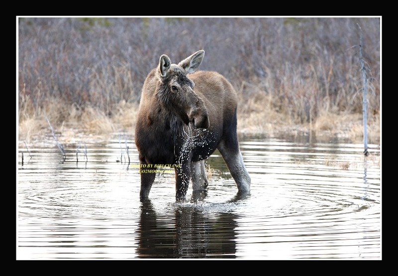 Moose in Pond