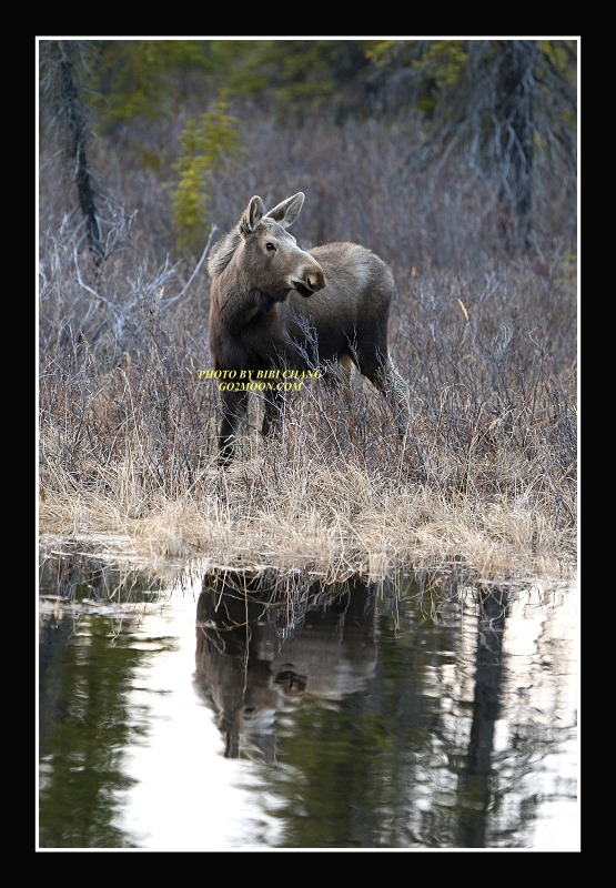 Moose Reflection