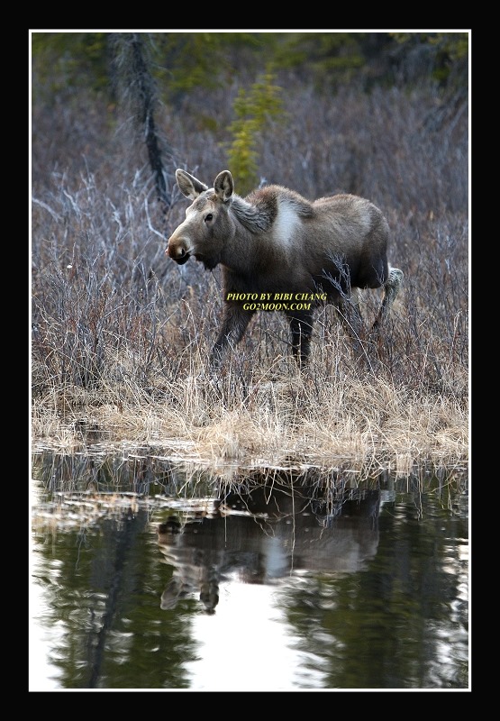 Moose Reflection