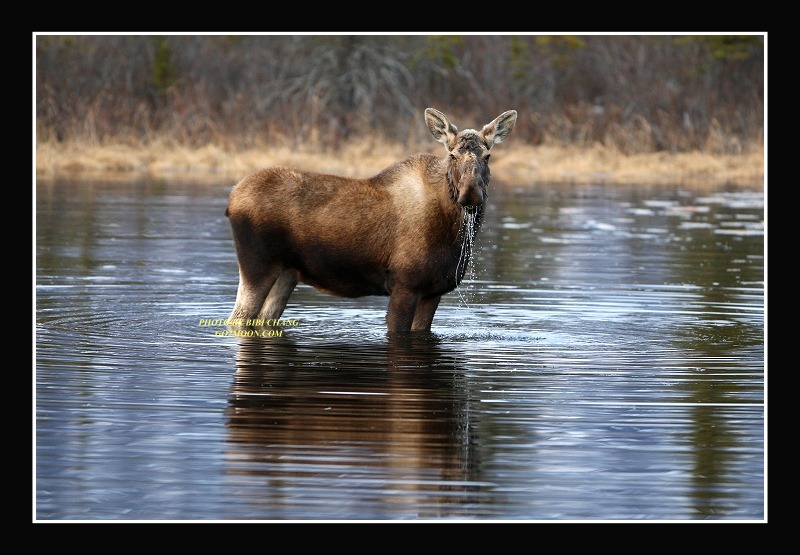 Cow Moose in Water