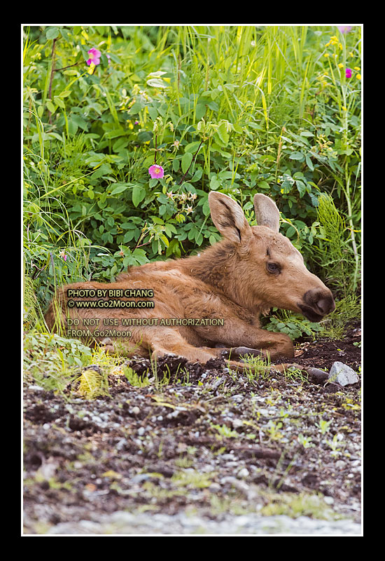 Baby Moose Relaxing