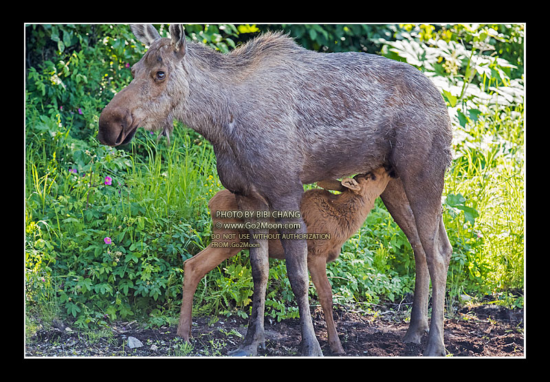 Baby Moose Suckling