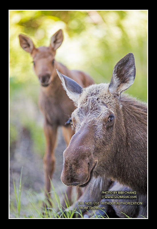 Moose with Calf