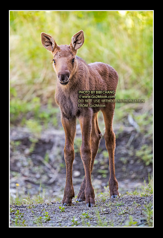 First Year Baby Moose