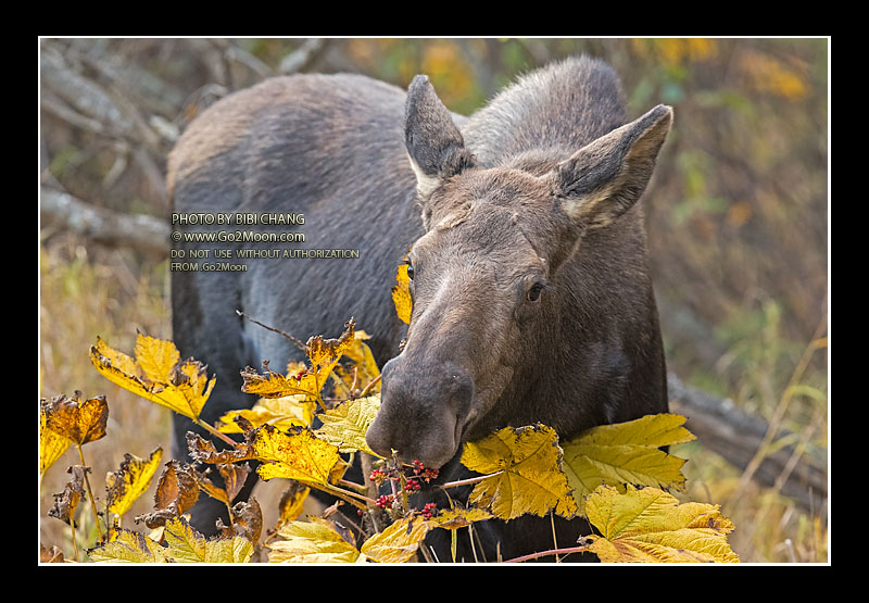 Moose in the Fall