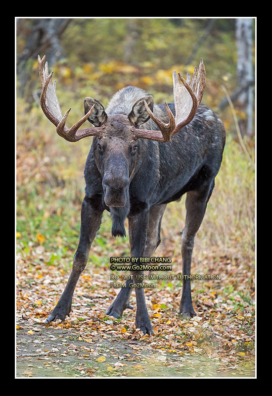 Moose in the Fall