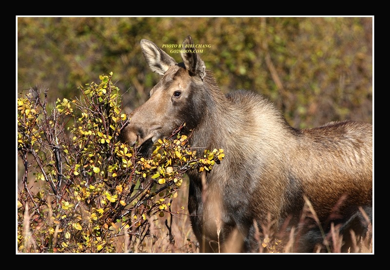 Cow Moose