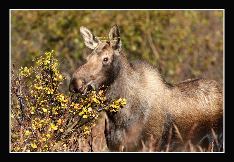 Cow Moose