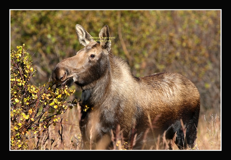 Cow Moose