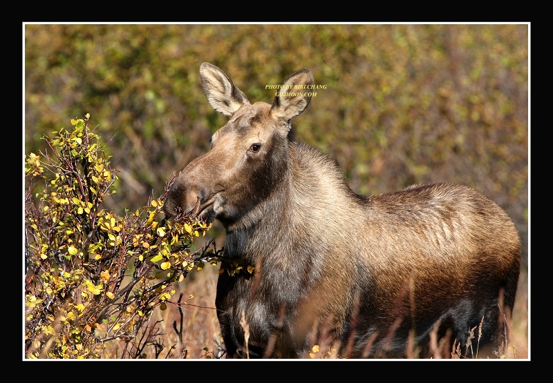 Cow Moose