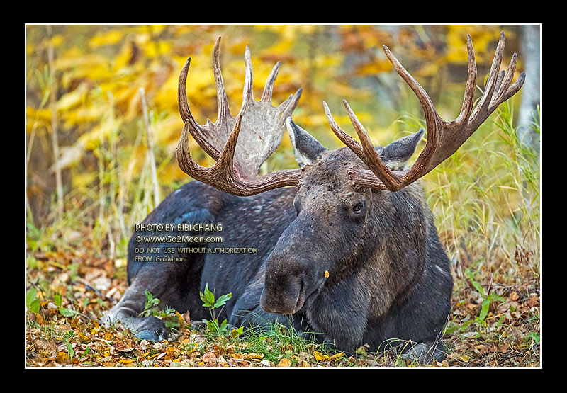 Moose in the Fall