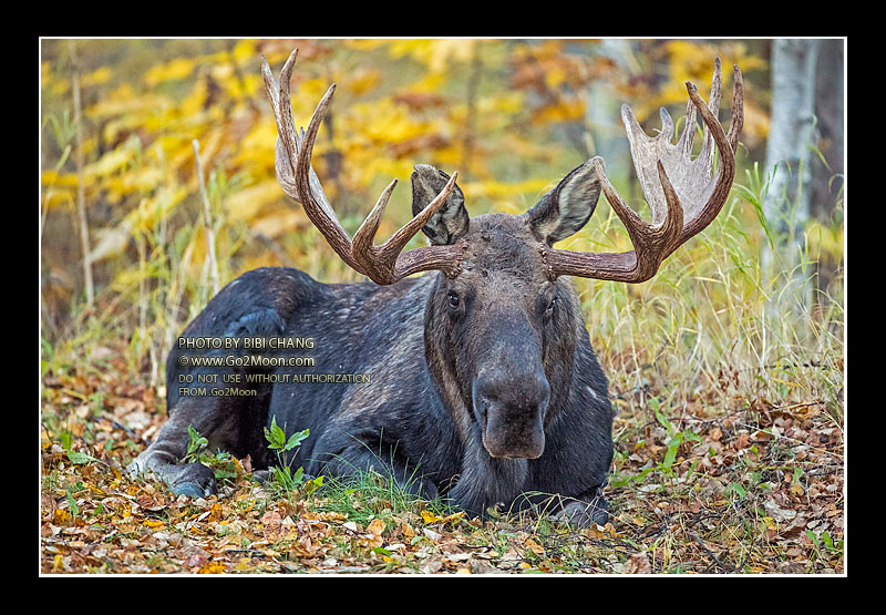 Moose in the Fall
