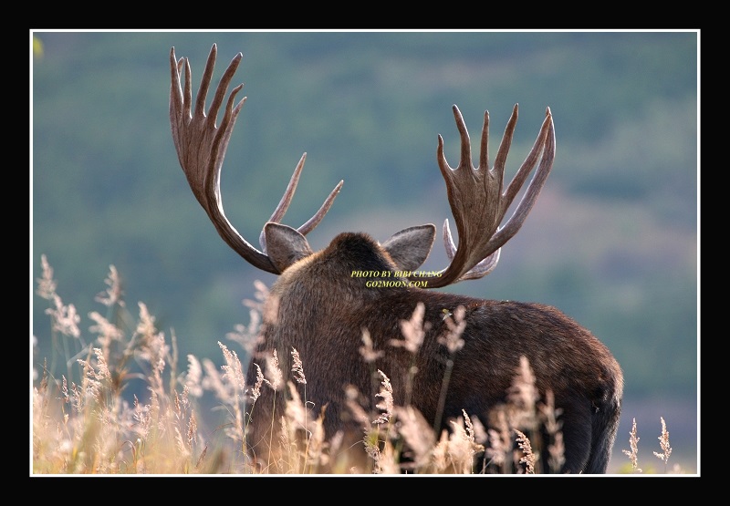 Bull Moose Rack