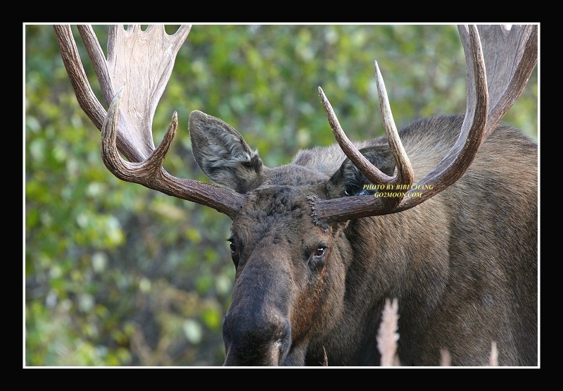 Bull Moose Rack