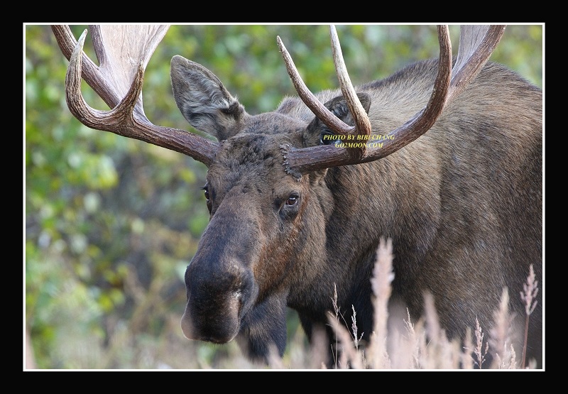 Bull Moose Rack