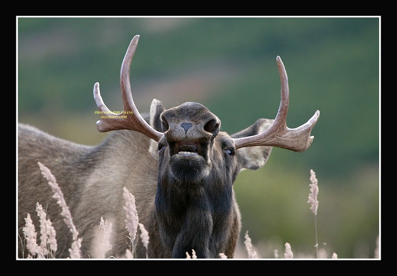 Moose Flehmen Response