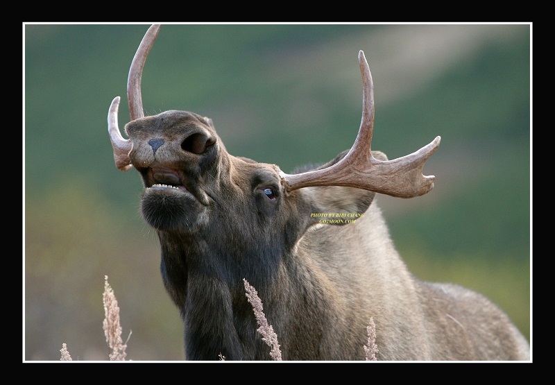 Moose Flehmen Response