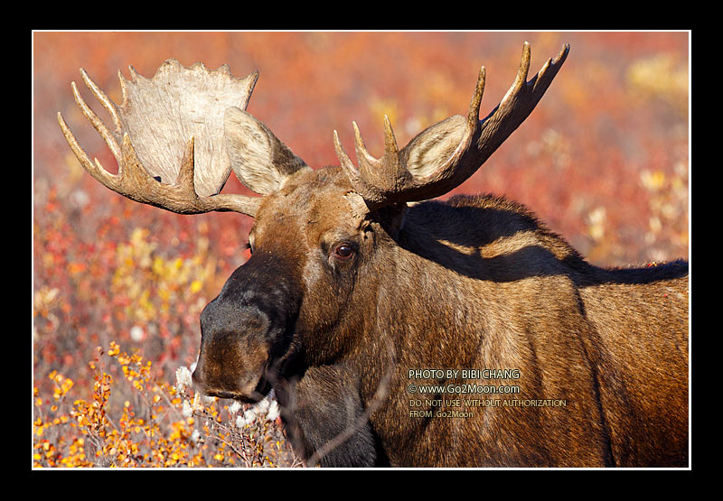Moose Denali Park