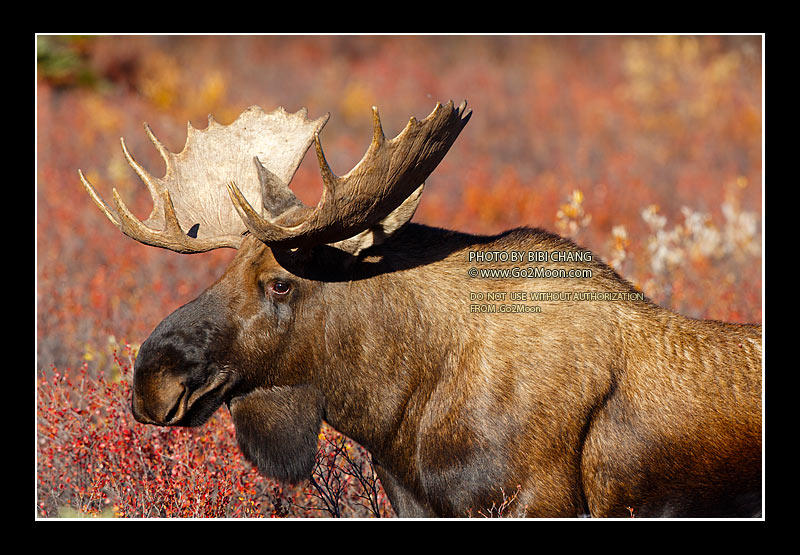 Bull Moose Denali Park