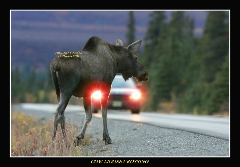 Moose Crossing Road