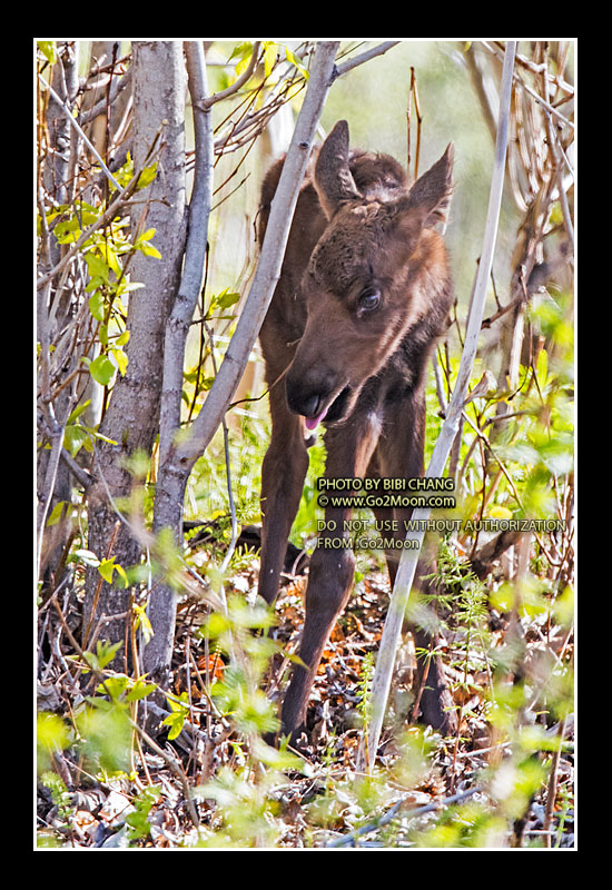Newborn Baby Moose