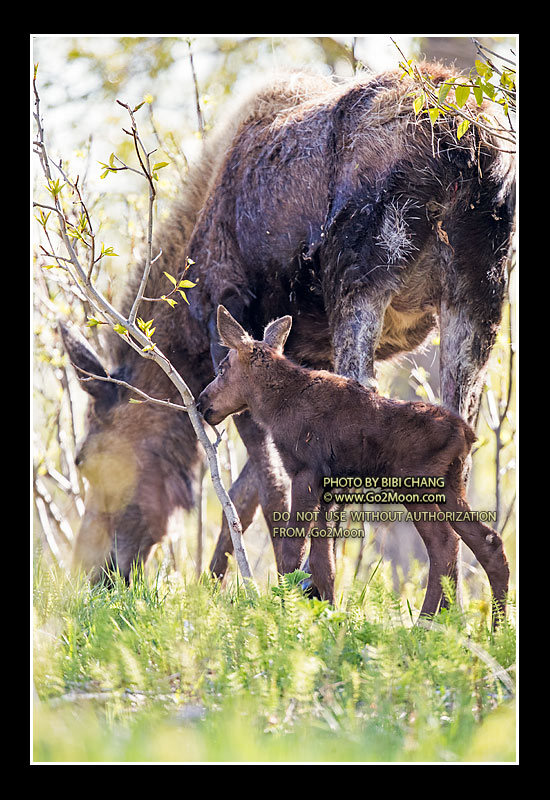 Newborn Baby Moose