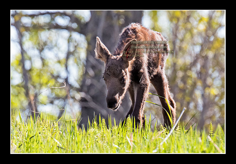 Newborn Baby Moose