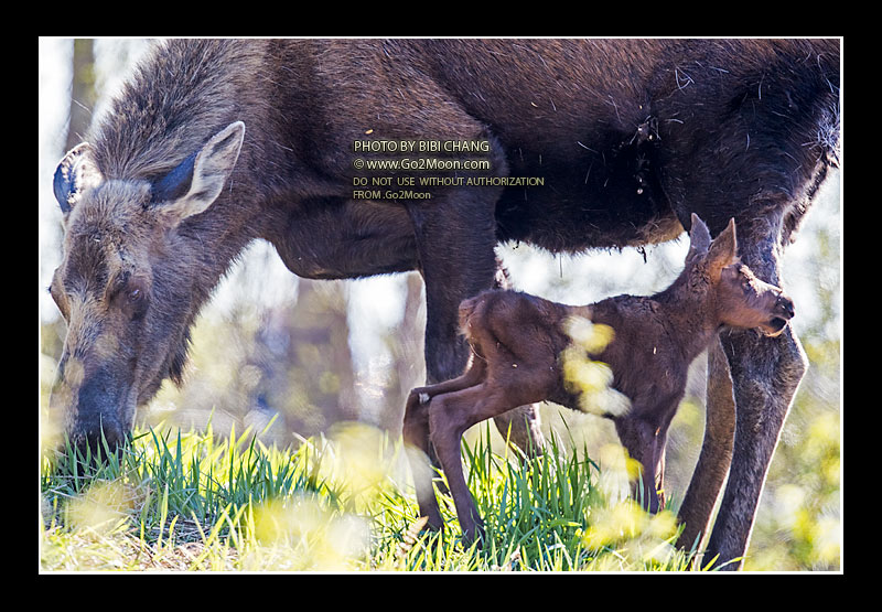Newborn Baby Moose