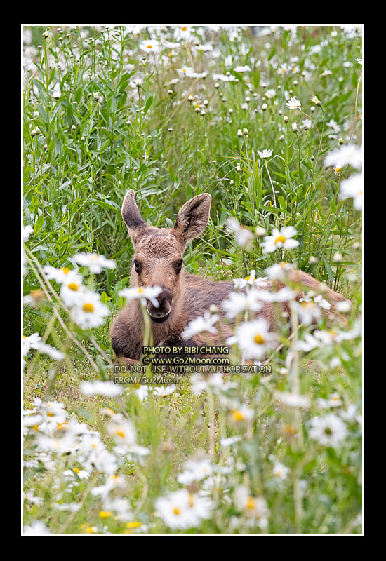Baby Moose in Flower Field