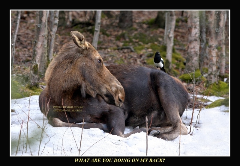 Moose and Magpie