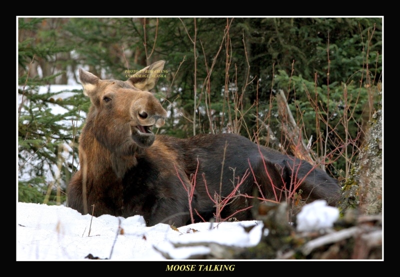 Moose Talking