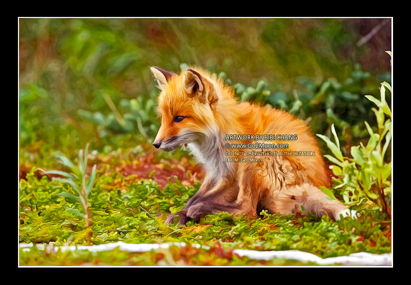 Fox Oil Painting