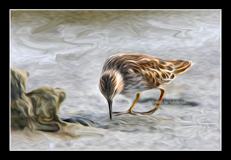 Sandpiper Oil Painting