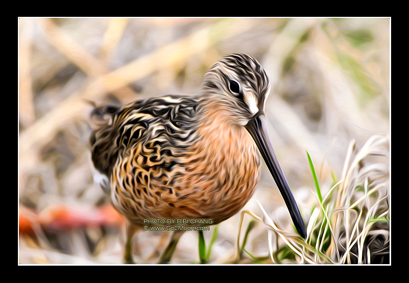 Sandpiper Oil Painting