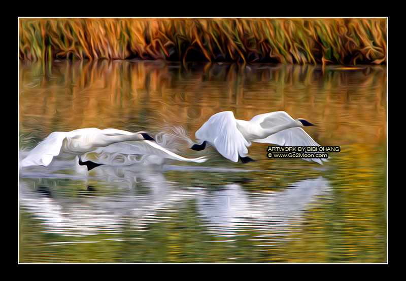 Swan Oil Painting
