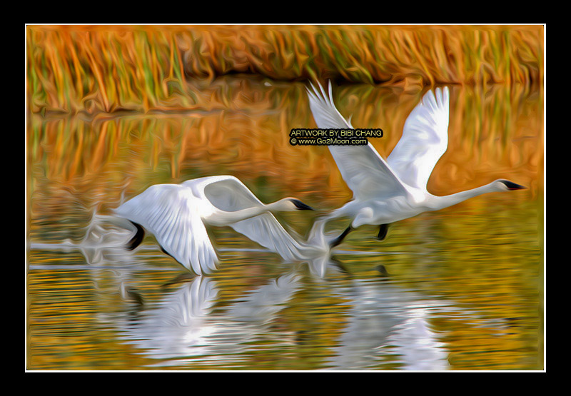 Swan Oil Painting